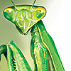 Mantis