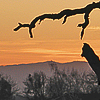 A dead tree at sunset