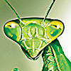 My little praying mantis