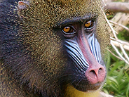 Mandrill